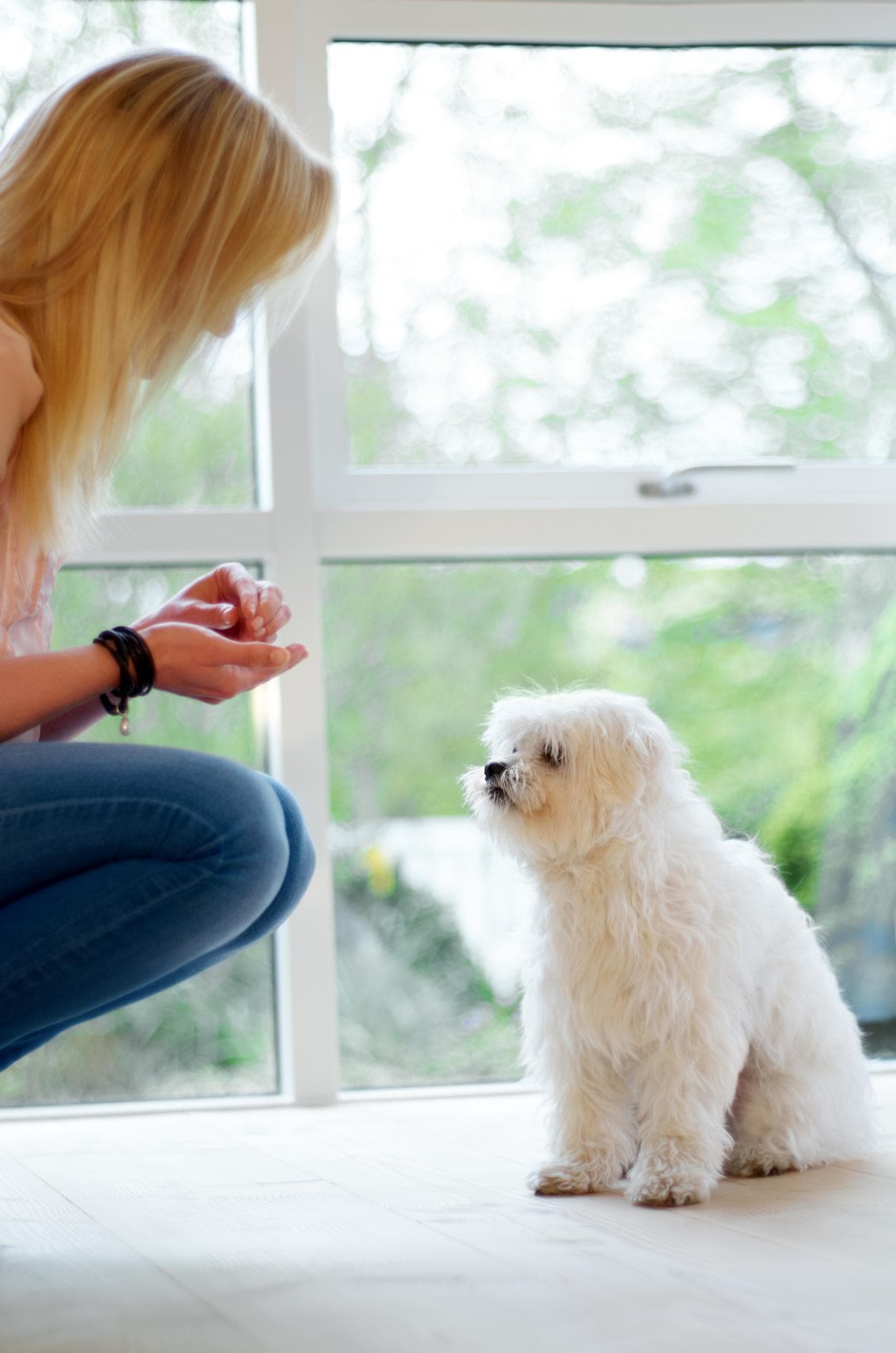 Woman food and feeding dog in a house with love care and trust for obedience Animal pet puppy or Maltese poodle waiting for treat from owner